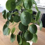Pilea Peperomioides Houseplant Live, 4" Pot