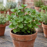 2 Orange Mint Herb Live Plants, Mint Herb Plant, 3-7 Inch Tall