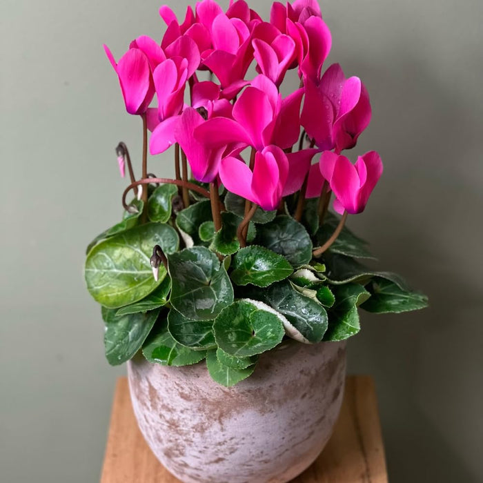 Indoor plants