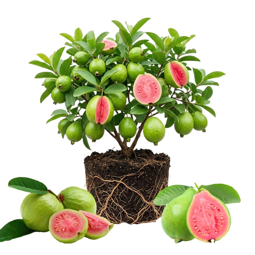 Pink Guava Fruit Tree Live Plant, Sweet Fruit Tree, 6-9 Inch Tall