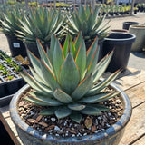 Blue Green Agave Succulent Live Plant, Home Garden Plant, 4 Inch Pot