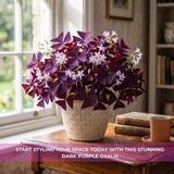 Set 2 Deep Purple Oxalis Triangularis Live Plant, 4–8 Inch Tall