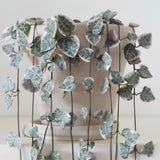 2 Live Variegated String of Hearts Plants, Potted Succulent, 4-6 Inch Tall