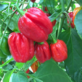 Red Habanero Pepper Plant Live, Hot Pepper Plant, 4-6 Inch Tall, 4 Inch Pot