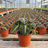 Begonia Live Plant, Foliage Plant, 4-6 Inch Tall, 4 Inch Pot