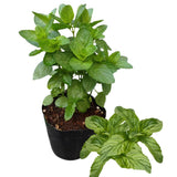 2 Mojito Mint Herb Live Plants, 4-5 Inch Tall