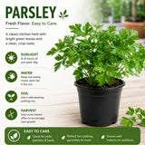Parsley Plant Live, Garden Herb Plant, 4-6 Inch Tall, 4 Inch Pot
