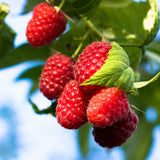 2 Red Live Raspberry Plants, 4-6 Inch Tall, 4 Inch Pot