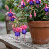Blue Fuchsia Plant Live, Flower Plant, 4-8 Inch Tall, 5 Inch Pot