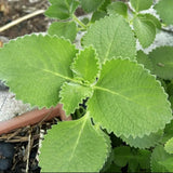 2 Green Cuban Oregano Plants Live, Culinary Herb Plant, 4-6 Inch Tall