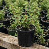Light Pink Fuchsia Live Plant, Vibrant Plant, 4-8 Inch Tall in 5 Inch Pot