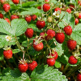 2 Strawberry Plants Live, Home Garden Berry Bush, 3-5 Inch Tall, 3 Inch Pot