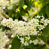 Chokecherry Tree Live Plant, Outdoor Garden Berry Tree, 7-9 Inch Tall
