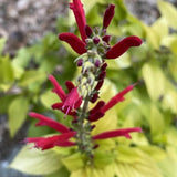 2 Pineapple Live Salvia Sage Plants, Landscape Flower Plant, 4 Inch Pot