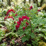 2 Red Purple Bleeding Heart Vine Live Plants, Flower Plant, 5-7 Inch Tall