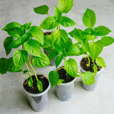 Red Pepper Live Plant, Hot Chili Pepper Plant, 4-7 Inch Tall