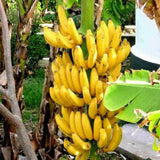 Grand Nain Banana Plant Live, Hardy Garden Plant, 4-6 Inch Tall