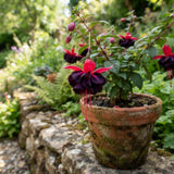 Black Fuchsia Live Plant, 4-8 Inch Tall, 5 Inch Pot, Blooming Flowers Plant