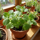 2PPP Green Cuban Oregano Plant, 4'' Tall in 4 Inch Pot, Fragrant Herb