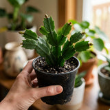 Red Holiday Cactus Live Plant, 4-7 Inch Tall, 4 Inch Pot