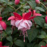 Light Pink Fuchsia Live Plant, Vibrant Plant, 4-8 Inch Tall in 5 Inch Pot