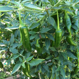 Hot Serrano Pepper Plant Live, 4" Pot, 3–6" Tall