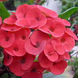 Red Crown of Thorns Plant Live, Long Blooming Succulent, 4 Inch Pot