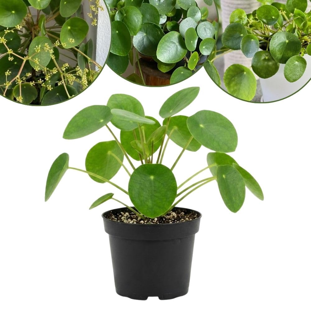 Pilea Peperomioides Houseplant Live, 4" Pot