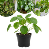 Pilea Peperomioides Houseplant Live, 4" Pot