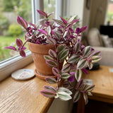 Pink Wandering Jew Plant Live, Desk Shelf Plant, 3-5 Inch Tall, 3 Inch Pot