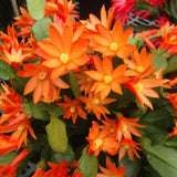 Orange Christmas Cactus Live Plant, Indoor Houseplant, 4-6 Inch Tall