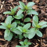 Chocolate Mint Live Plant 4-7 Inch Tall in 3.5 Inch Pot