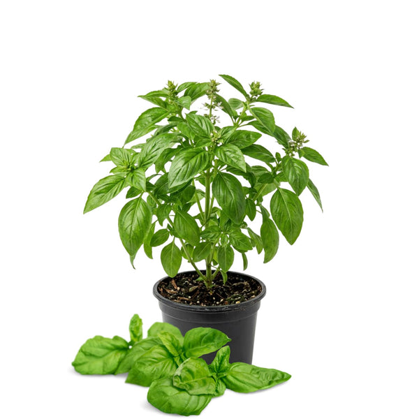Sweet Basil Live Plant, Fast Growing Herb, 4-6 Inch Tall, 4 Inch Pot