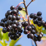 Chokecherry Live Plant, Berry Shrub, 7-9 Inch Tall, 5 Inch Pot