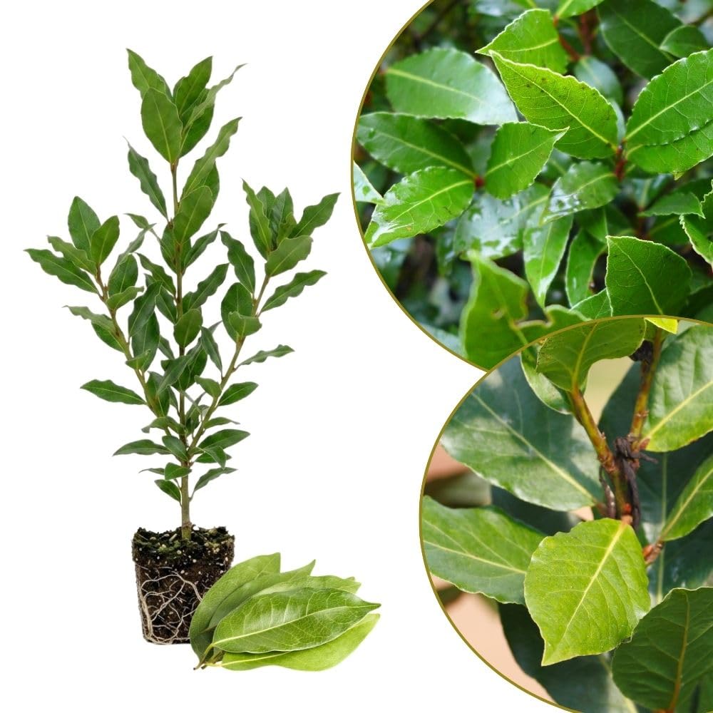 Bay Leaf Tree Live Plant 4 Inch