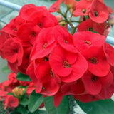 Live Red Crown of Thorns Plant 4 Inch Pot