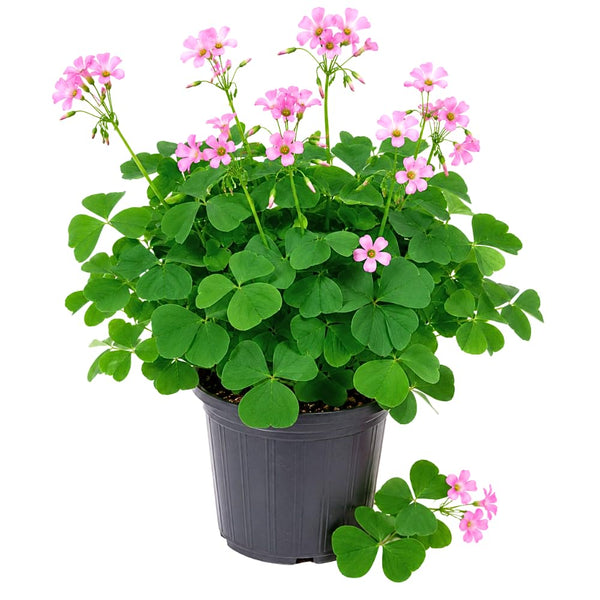 Green Shamrock Oxalis Plant Live, Indoor Houseplant, 3-6 Inch Tall