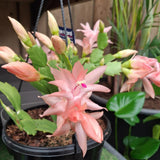 Salmon Christmas Cactus Plant Live, Holiday Cactus, 4-6 Inch Tall