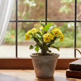 Yellow Crown of Thorns Live Plant, 4-7 Inch Tall, 4 Inch Pot