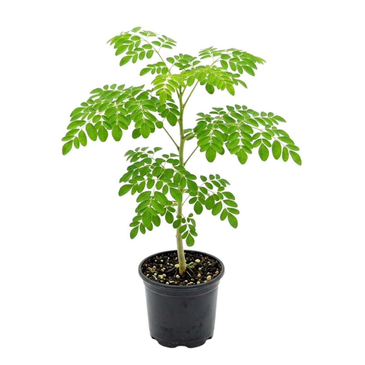 Live Moringa Tree Plant for Planting