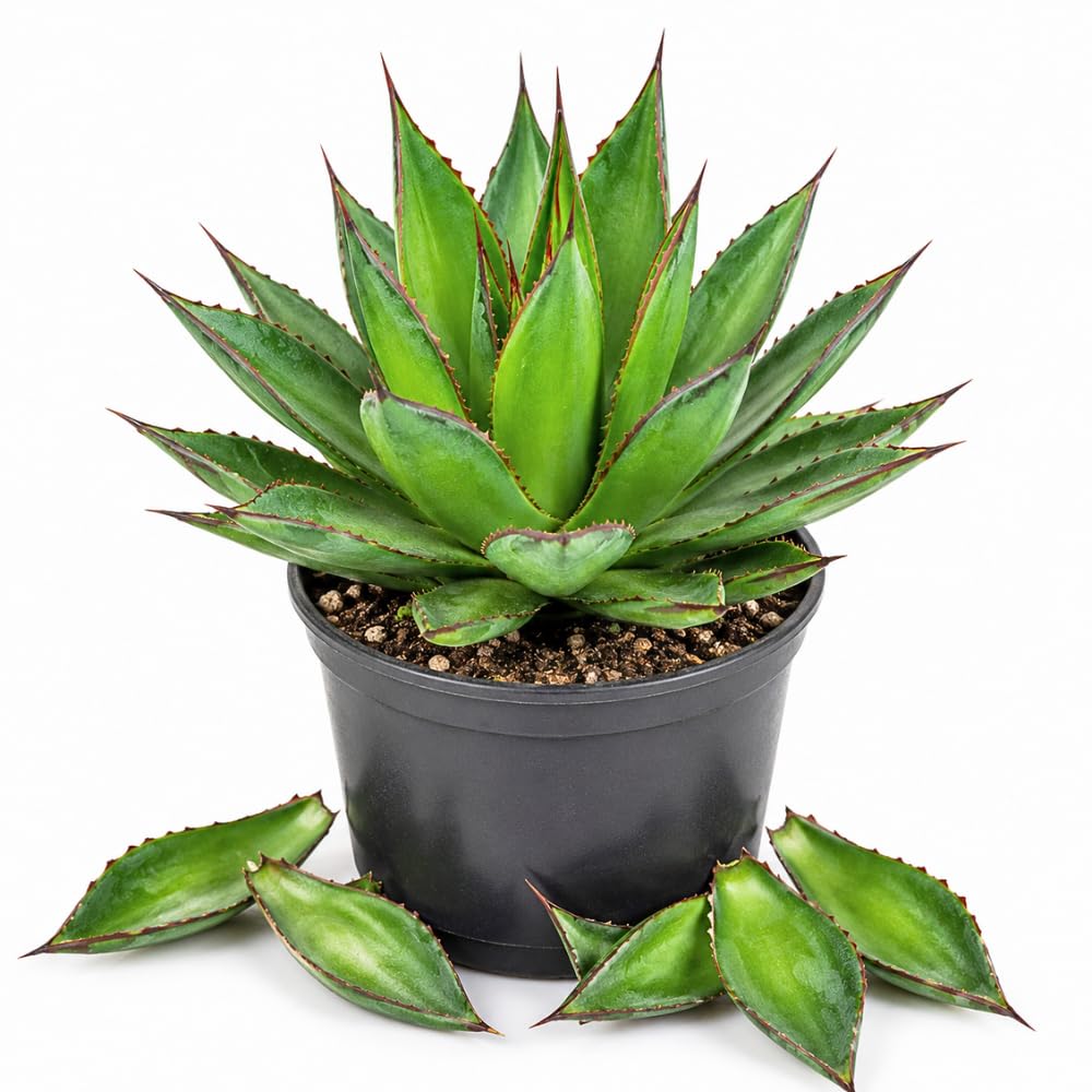 Blue Green Agave Succulent Live Plant, Home Garden Plant, 4 Inch Pot