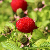 Thimbleberry Live Plant, Well-Rooted Berry Plant, 3-5 Inch Tall, 5 Inch Pot