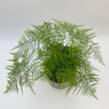 Asparagus Fern Live Plant, Houseplant, 4-8 Inch Tall, 4 Inch Pot
