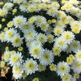 2 White Chrysanthemum Live Plants - 3-6 Inch Tall