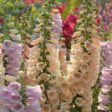 Mix Foxglove Flower Live Plant, 3-6 Inch Tall, 3 Inch Pot