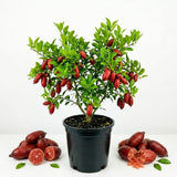 Red Finger Lime Tree Live, Rare Citrus Tree, 1-2 Ft Tall, 1 Gallon Pot