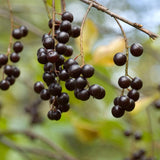 Chokecherry Live Plant, Berry Shrub, 7-9 Inch Tall, 5 Inch Pot