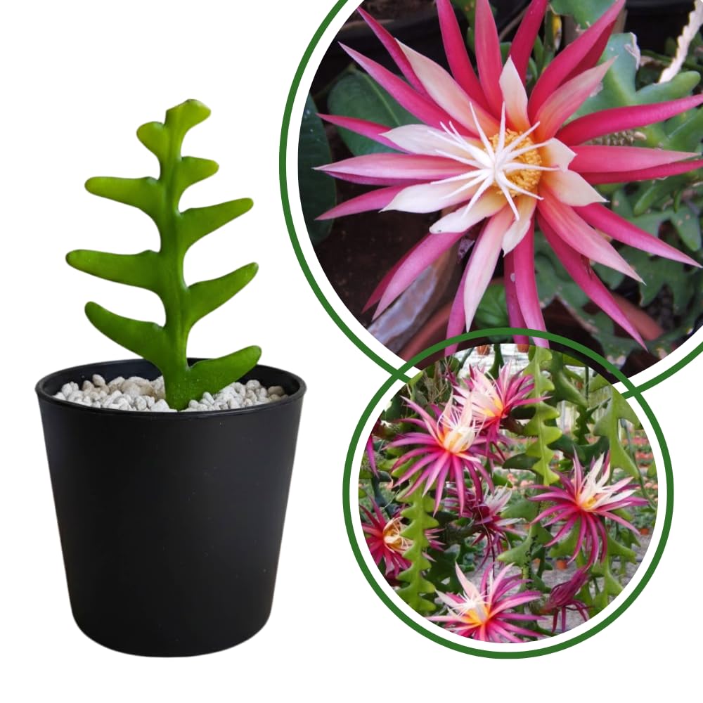 Pink Fishbone Cactus Plant Live, Houseplant, 5-7 Inch Tall, 2 Inch Pot