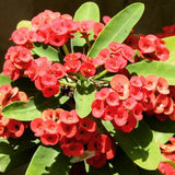 Red Crown of Thorns Live Plant, 4-7 Inch Tall, 4 Inch Pot