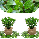 2 Laurus Nobilis Trees Live Plants, Sweet Bay Leaf Herb, 4-6 Inch Tall